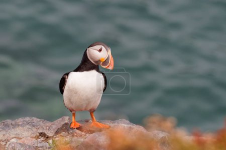 Téléchargez les photos : Un beau macareux debout près de l'océan. - en image libre de droit