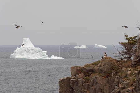 Foto de Puffins volando y descansando en una cornisa rocosa con icebergs en el fondo. - Imagen libre de derechos