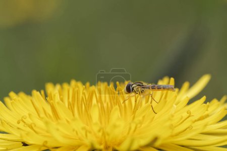 Hover fly on a yellow flower with a green background.
