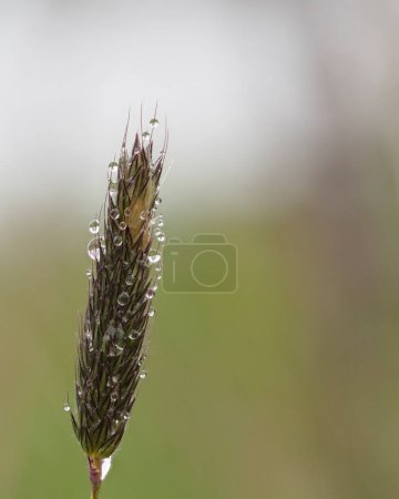Téléchargez les photos : Gouttelettes de pluie sur les graines d'herbe en été. - en image libre de droit