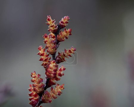 Myrica gale aux couleurs vives poussant dans une zone humide un jour de printemps.