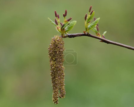 Fresh seeds, leaves and buds of an alder tree.