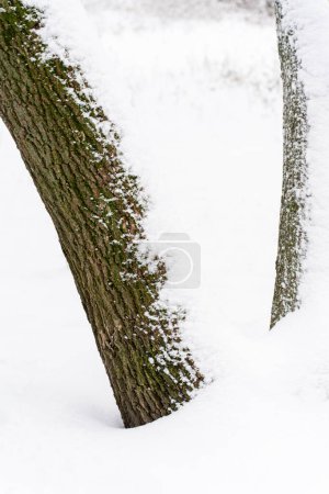 Foto de Tronco de abedul cubierto de nieve durante el invierno. Nieve en la corteza de un árbol de pino enfoque selectivo textura. Corteza de árbol marrón bajo concepto de nieve - Imagen libre de derechos