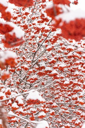 Foto de Vista vertical de la aucuparia del sorbo, comúnmente llamada rowan rojo cubierto de nieve en invierno. Rowan concepto de imagen de nieve - Imagen libre de derechos