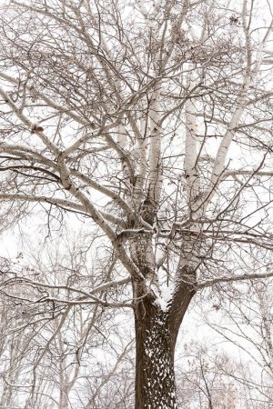 Foto de Vista vertical del pintoresco hermoso árbol cubierto de nieve en el bosque de invierno. Concepto de estaciones. Foto de stock - Imagen libre de derechos