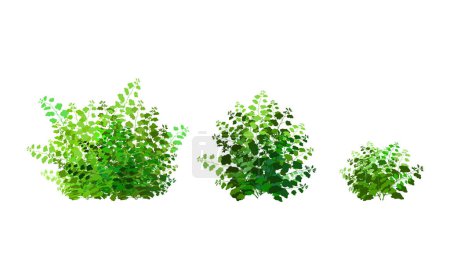 Illustration for Realistic garden shrub, seasonal bush, boxwood, tree crown bush foliage.Ornamental green plant in the form of a hedge.For decorate of a park, a garden or a green fence. - Royalty Free Image