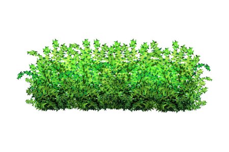 Illustration for Realistic garden shrub, seasonal bush, boxwood, tree crown bush foliage.Ornamental green plant in the form of a hedge.For decorate of a park, a garden or a green fence. - Royalty Free Image