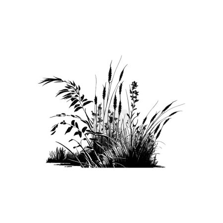 Illustration for Monochrome image of a plant on the shore near a pond.Image of a silhouette reed or bulrush on a white background. - Royalty Free Image