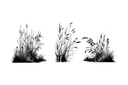 Imagen monocromática de una planta en la orilla cerca de un estanque.Imagen de una caña de silueta o junco sobre un fondo blanco.