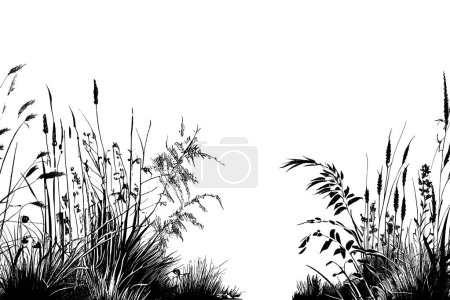 Monochrome image of a plant on the shore near a pond.Image of a silhouette reed or bulrush on a white background.