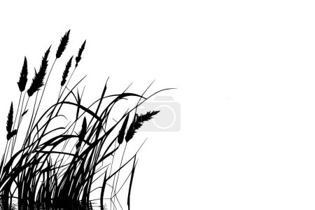 Imagen monocromática de una planta en la orilla cerca de un estanque.Imagen de una caña de silueta o junco sobre un fondo blanco.