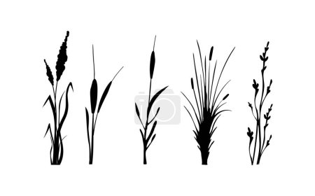 Black grass graphic silhouette.Image of a monochrome reed,grass or bulrush on a white background.Isolated vector drawing.