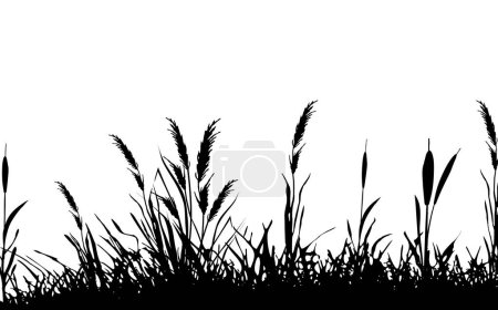 Illustration for Black grass graphic silhouette.Image of a monochrome reed,grass or bulrush on a white background.Isolated vector drawing. - Royalty Free Image