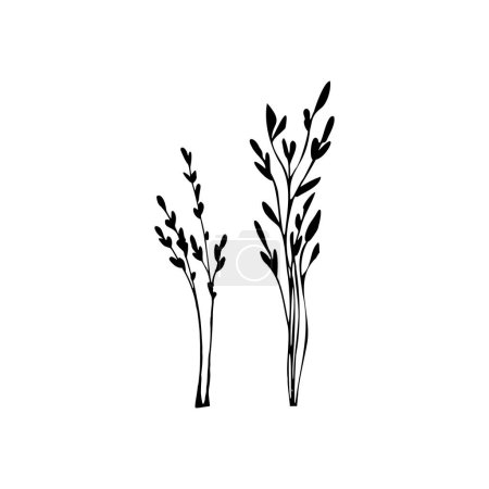 Illustration for Black grass graphic silhouette.Image of a monochrome reed,grass or bulrush on a white background.Isolated vector drawing. - Royalty Free Image