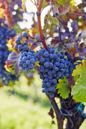 Foto de Close-up of a blue grape hanging in a vineyard - Imagen libre de derechos