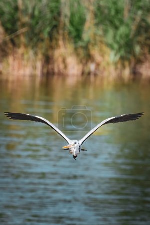 heron (ardea cinerea) in flight