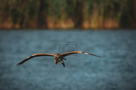 heron (ardea cinerea) in flight