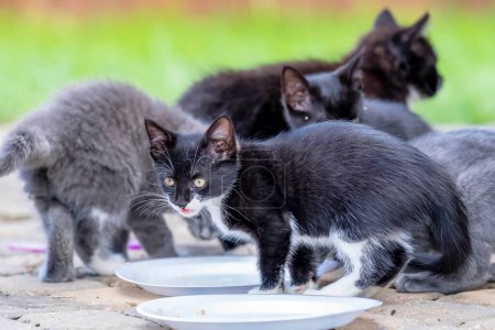 Foto de 8 week old outside kittens eat their meals and clean themselves afterwards in an urban environment - Imagen libre de derechos