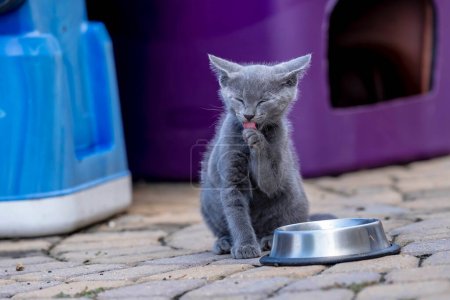 Photo for 8 week old outside kittens eat their meals and clean themselves afterwards in an urban environment - Royalty Free Image