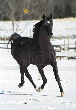 Téléchargez les photos : A Stallion romps around in the snow in North Carolina.  A stallion is a male horse that has not been castrated - en image libre de droit