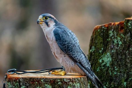 Photo for The lanner falcon (Falco biarmicus) is a medium-sized bird of prey that breeds in Africa, southeast Europe and just into Asia. - Royalty Free Image