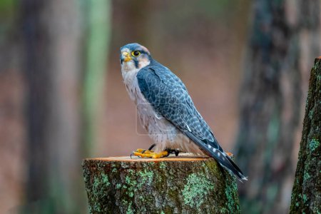 Photo for The lanner falcon (Falco biarmicus) is a medium-sized bird of prey that breeds in Africa, southeast Europe and just into Asia. - Royalty Free Image