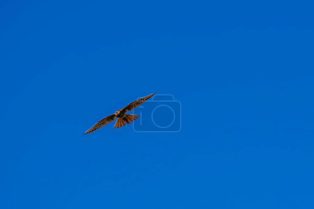 A red tailed hawk looks for prey in the morning sunlight against a brilliant blue sky