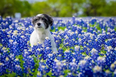 Foto de Una hermosa mascota disfruta de un campo de flores Bluebonnet en un día de primavera - Imagen libre de derechos
