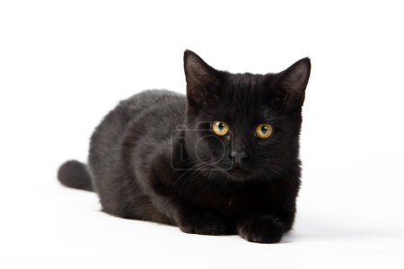 Téléchargez les photos : Un mignon chaton noir, avec une fourrure aussi sombre que minuit, bondit autour de la pièce, créant un spectacle adorable. - en image libre de droit