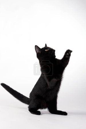 Photo for A cute black kitten, with fur as dark as midnight, pounces around the room, creating an adorable spectacle. - Royalty Free Image
