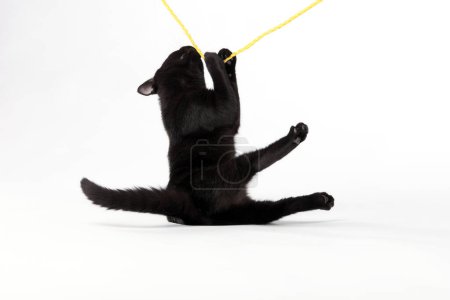 Téléchargez les photos : Un mignon chaton noir, avec une fourrure aussi sombre que minuit, bondit autour de la pièce, créant un spectacle adorable. - en image libre de droit