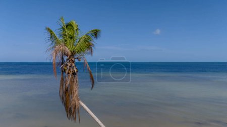 Téléchargez les photos : Le paradis des Caraïbes se déploie : les eaux turquoises, le ciel azur et les palmiers oscillants créent une scène côtière à couper le souffle le long de la plage vierge. - en image libre de droit