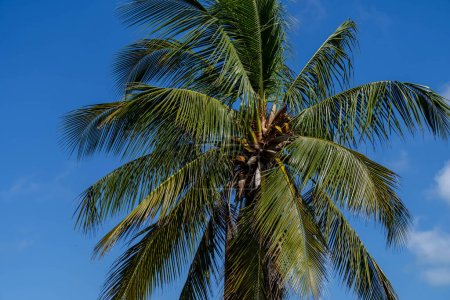 Téléchargez les photos : Le paradis des Caraïbes se déploie : les eaux turquoises, le ciel azur et les palmiers oscillants créent une scène côtière à couper le souffle le long de la plage vierge. - en image libre de droit