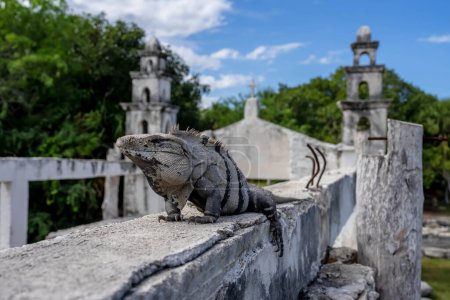 Sunbathing iguana atop Mayan ruins in Yucatan, Mexico. Gleaming scales absorb May sun; ancient stones echo its silent majesty. Nature and history entwined in a radiant spectacle