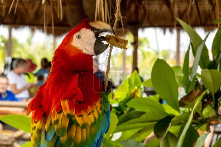 A vibrant parrot dazzles tourists, adding splashes of color to Caribbean shopping. A lively scene unfolds as vacationers explore local stores on their holiday