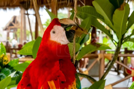 A vibrant parrot dazzles tourists, adding splashes of color to Caribbean shopping. A lively scene unfolds as vacationers explore local stores on their holiday