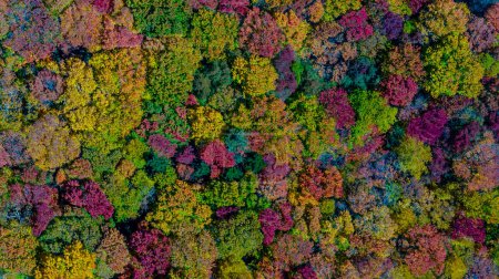 Luftaufnahme wunderschöner Felsformationen entlang der North Carolina Mountains, während sich die Blätter im ersten Teil des Herbstes zu verändern beginnen.