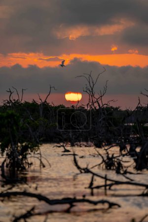 As the sun sets over Yucatan's mangrove marsh, a picturesque sky unfolds on a cloudless day, casting enchanting hues over nature's tranquil canvas.