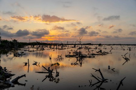 As the sun sets over Yucatan's mangrove marsh, a picturesque sky unfolds on a cloudless day, casting enchanting hues over nature's tranquil canvas.