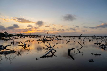 Alors que le soleil se couche sur le marais de mangrove du Yucatan, un ciel pittoresque se déploie par une journée sans nuages, jetant des teintes enchanteresses sur la toile tranquille de la nature.