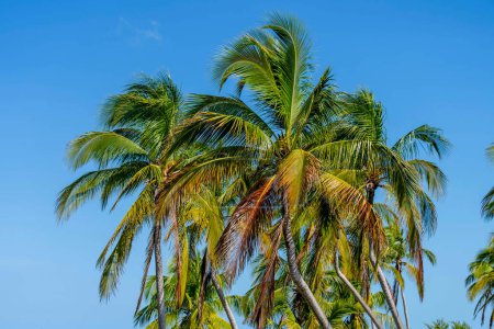 Spektakulärer Yucatan Vista: Azurblaues und smaragdgrünes Wasser verschmelzen, während Kokospalmen in den karibischen Passatwinden wiegen und ein atemberaubendes tropisches Panorama schaffen.