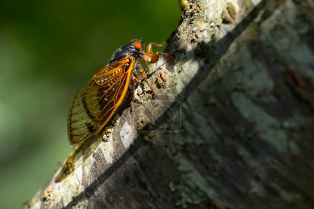 The 17-year cicada, Magicicada cassini, emerges in vast numbers in North America every 17 years, often synchronizing their courtship in massive displays. Described in 1852, named after John Cassin.