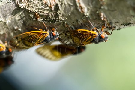 Die 17-jährige Zikade, Magicicada cassini, taucht alle 17 Jahre in großer Zahl in Nordamerika auf und synchronisiert ihre Balz oft in riesigen Schaukästen. 1852 beschrieben, benannt nach John Cassin.