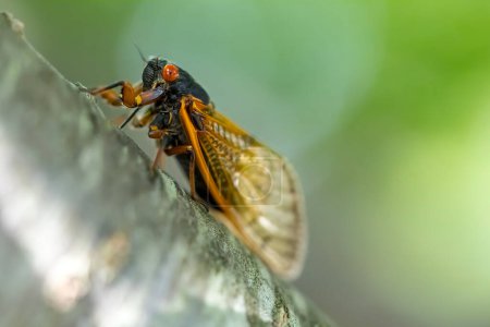 Photo for The 17-year cicada, Magicicada cassini, emerges in vast numbers in North America every 17 years, often synchronizing their courtship in massive displays. Described in 1852, named after John Cassin. - Royalty Free Image