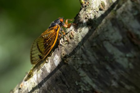 The 17-year cicada, Magicicada cassini, emerges in vast numbers in North America every 17 years, often synchronizing their courtship in massive displays. Described in 1852, named after John Cassin.
