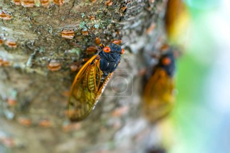 Die 17-jährige Zikade, Magicicada cassini, taucht alle 17 Jahre in großer Zahl in Nordamerika auf und synchronisiert ihre Balz oft in riesigen Schaukästen. 1852 beschrieben, benannt nach John Cassin.
