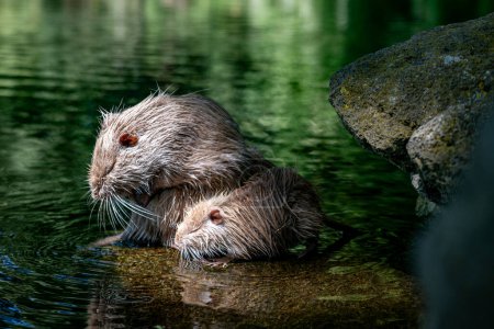 Photo for A female coypu or myocaster coypus taking care of her young baby sitting on a rock in the water the entenweiher in germany in the nature reserve rausherpark - Royalty Free Image