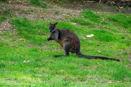 Téléchargez les photos : Wallabia bicolore animal australien sur champ vert avec de l'herbe regardant la caméra - en image libre de droit