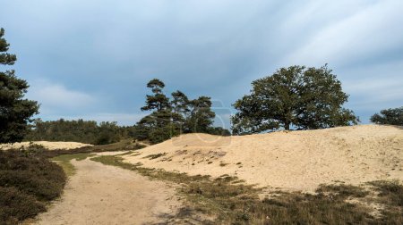 Foto de Un sendero a lo largo de las dunas de arena en la deriva de arena cerca de Bakkeveen en Frisia en los Países Bajos con grandes árboles en las colinas de arena y un bosque en el fondo - Imagen libre de derechos