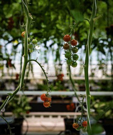 Photo for Tomatoes ripening on tomato plant vines in a greenhouse - Royalty Free Image